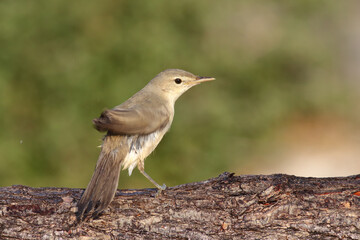 standing on branch Eastern Olivaceous Warbler