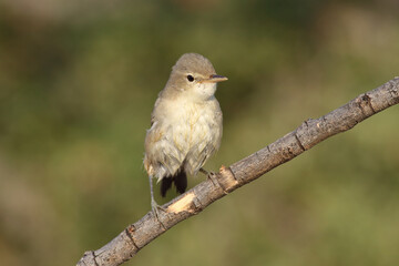 standing on branch Eastern Olivaceous Warbler