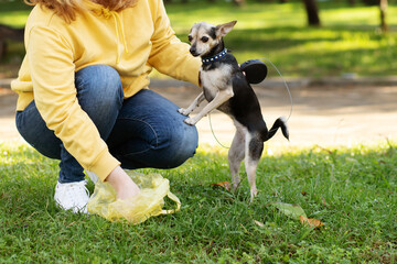 clean up dog poop, woman collects dog excrement in the park