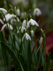 Kleines Schneeglöckchen, Galanthus nivalis