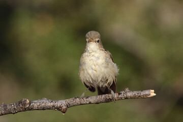 standing on branch Eastern Olivaceous Warbler