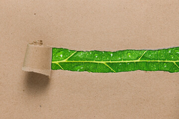 Rip recycle brown paper on green leaf texture background, Eco friendly and Sustainable development...