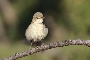 standing on branch Eastern Olivaceous Warbler