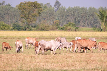 Herd of cows grazing in the field.