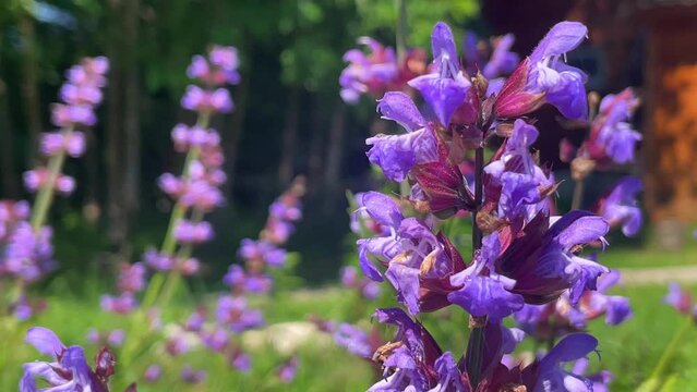 The bee collects pollen from the purple sage flower