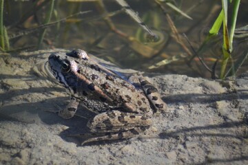 pelophylax perezi (rana común) en un charco tomando sus primeros rayos de sol 