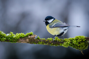 Great tit on a mossy branch
