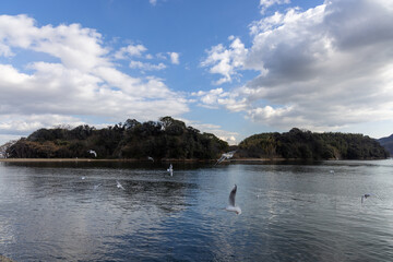 日本の岡山県児島湾のとても楽しいカモメの餌付け