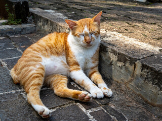 A Sleeping Cat with Orange and White Fur Leaning on a Stone Stair Step
