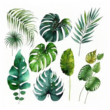 Collection de feuilles tropicales sauvages aquarelles. Feuilles de plantes de la jungle isolées sur fond blanc. Monstera, banane, feuilles de palmier.