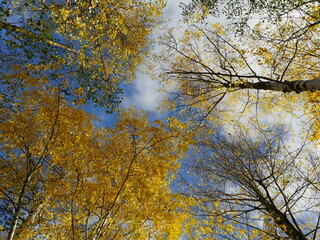 Fototapeta premium Autumn sky with clouds over tall trees with yellow leaves