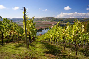  Weinbergterassen zwischen Gambach und  Karlstadt im Naturschutzgebiet Grainberg-Kalbenstein ,...