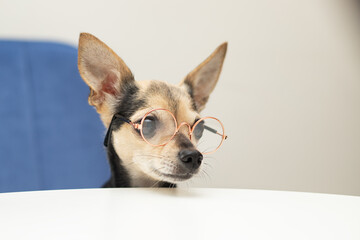 dog in glasses, smart pet at the table, education and learning,cute puppy student