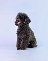 Black poodle sitting after a haircut in a beauty salon