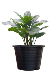 Aglaonema Silver Bay, Silver King or Chinese Evergreen growing in black plastic pot isolated on white background included clipping path.