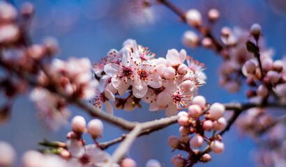 the plum blossoms blooming in spring