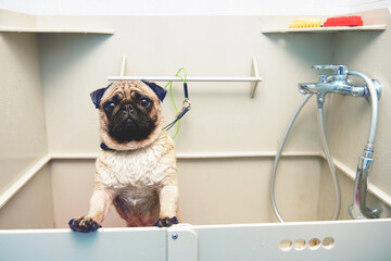 Wet pug in the grooming bathroom at the dog grooming salon