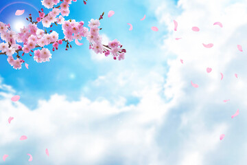 春の桜と青空　風に舞うピンクの花びら