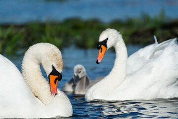 Obraz premium Swan family in Danube Delta Romania with blurred background 