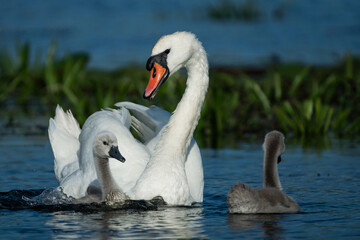 Swan family in Danube Delta Romania