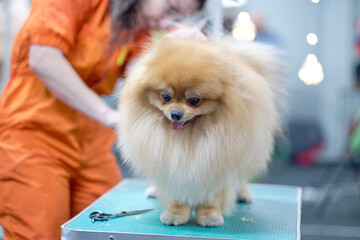 Pomeranian grooming procedure in the dog salon