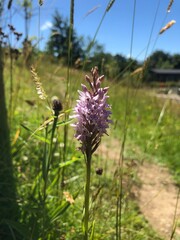 Common spotted orchid growing in Lake District, UK