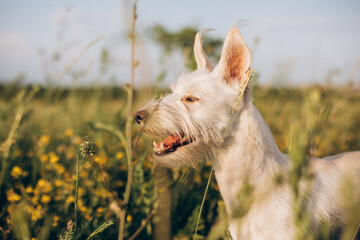 Portrait of a cute white dog smiling in field on sunset