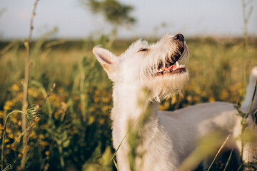 Portrait of a cute white dog smiling in field on sunset