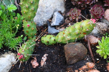 opuntia Rutila Super opuncja © Perovskia