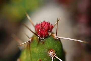 opuntia Rutila Super opuncja