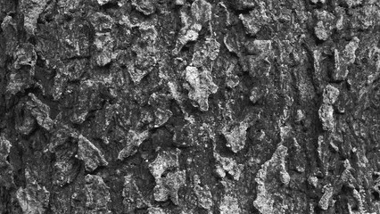 Black and white bark wood texture. Old cracked wooden surface