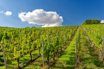 Fototapeta na wymiar Weinlage Maustal beim Weinort Sulzfeld am Main, Landkreis Kitzingen, Unterfranken, Franken, Bayern, Deutschland.