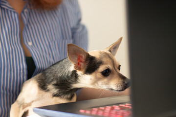 pet shop online, the dog chooses goods in the internet store for animals, looks at the laptop monitor