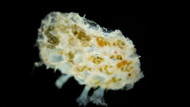 Colony of bryozoans from the class Gymnolaemata under a microscope. Sometimes they are called Ectoprocta. White Sea