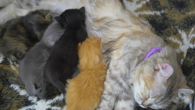 Multi-colored kittens (baby cat) drink milk from a mother cat lying on a warm blanket in the house