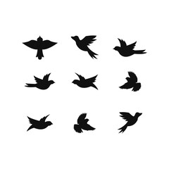 Obraz na płótnie Canvas Bird, bird vector, bird set, vector, animal, set