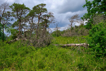 Naturschutz- und Landschaftsschutzgebiet Höhfeldplatte bei Thüngersheim, Landkreis Main-Spessart, Unterfranken, Bayern, Deutschland