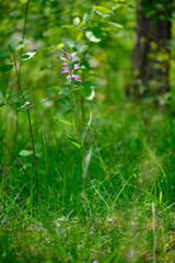 Rotes Waldvöglein, Purpur-Waldvöglein, Cephalanthera rubra
