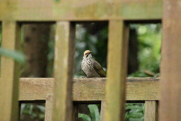 Straw Headed Bulbul in a nature Reserve