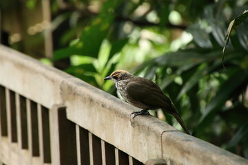Straw Headed Bulbul in a nature Reserve