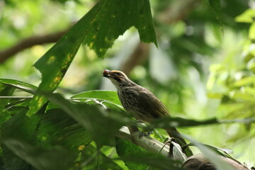 Straw Headed Bulbul in a nature Reserve