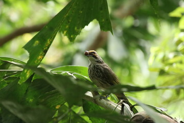 Straw Headed Bulbul in a nature Reserve