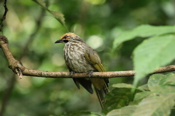 Straw Headed Bulbul in a nature Reserve
