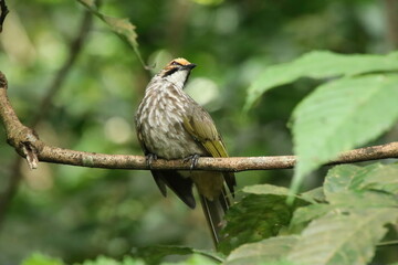 Straw Headed Bulbul in a nature Reserve