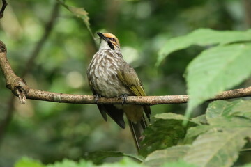 Straw Headed Bulbul in a nature Reserve