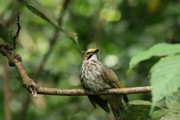Straw Headed Bulbul in a nature Reserve