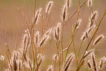 grass pattern background nature background.