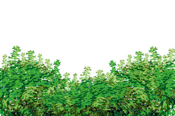 Ornamental green plant in the form of a hedge.Realistic garden shrub, seasonal bush, boxwood, tree crown bush foliage.For decorate of a park, a garden or a green fence.
