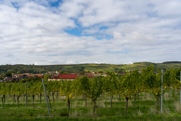 Blick auf Fahr am Main von der Weinlage Volkacher Ratsherr, Landkreis Kitzingen, Unterfanken, Bayern, Deutschland