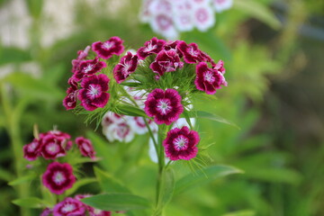Farbige Bluten der Bartnelke im Garten 